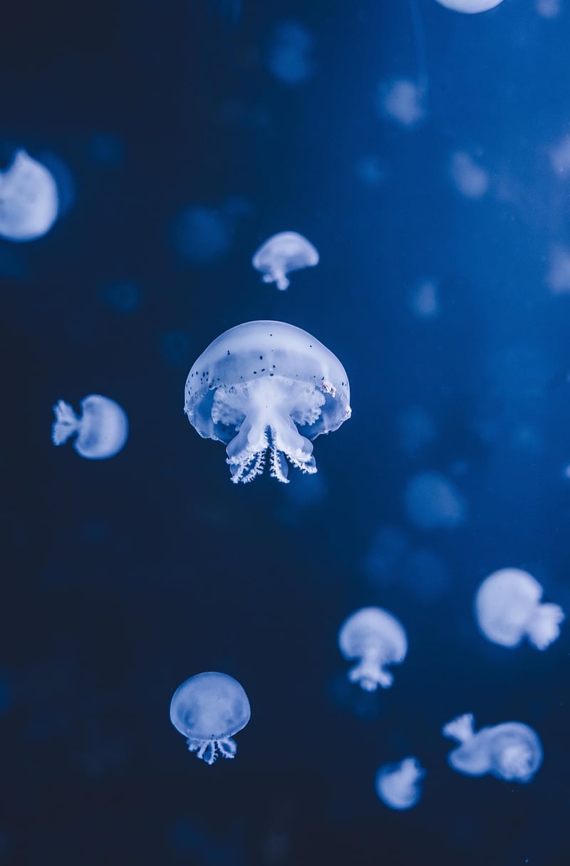 Scuba Diving
